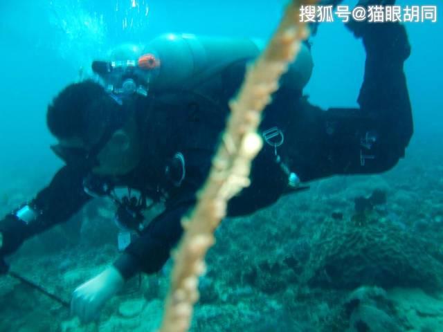 裙上繁花